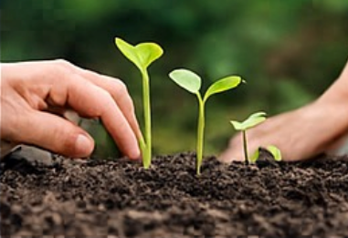 Culture & Wisdom Economy